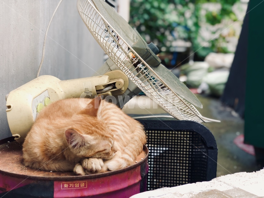 길고양이,고양이,새끼고양이,동물,빈티지,cat,동물,animal,포유류,mammal,고양이,cat,kitten,kitty,빈티지사진,빈티지느낌,빈티지감성,vintage