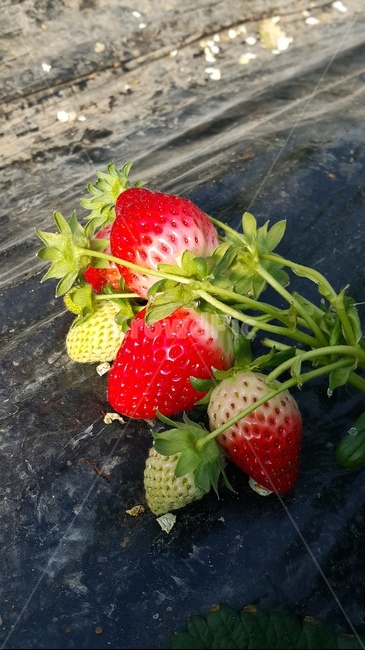 식물,과일,food,딸기,strawberry,fruit