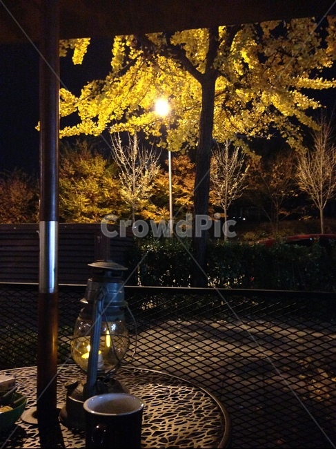 카페,커피,은행나무,여유,감성,낭만,고요,야경,밤,풍경,nightscape,night,landscape