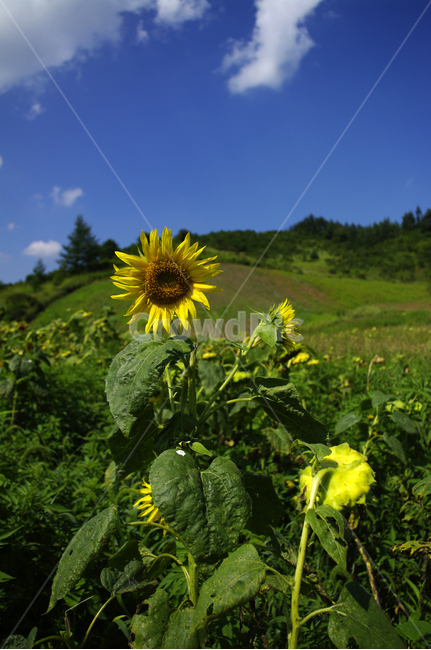 해바라기,꽃,여름,식물,flower,plant,자연,sunflower,식물,자연,plants,nature,꽃,flower