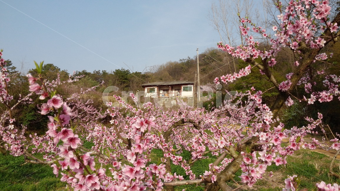 복숭아꽃,꽃,봄꽃,복숭아밭,자연