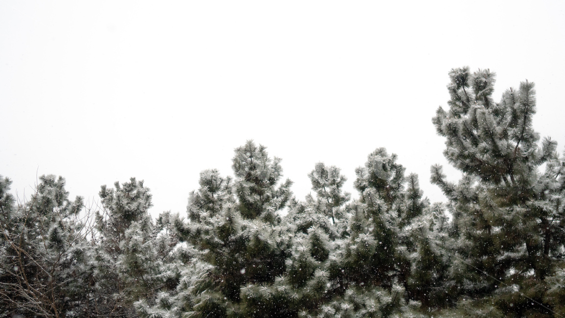 겨울,눈,설경,소나무,사철나무,함박눈,하늘,풍경,눈꽃,겨울,계절,winter,season,자연,풍경,nature,landscape,tree,나무,plant,식물,fir,전나무
