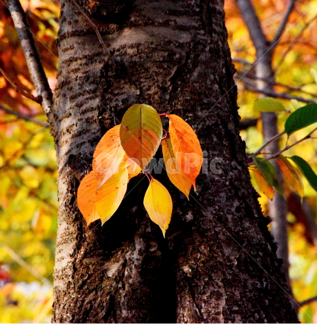가을,단풍,경치,낙엽,색갈,조화,아름다움,힐링,가을,계절,fall,autumn,season,식물,자연,plants,nature,나무,trees,wood,tree,plant,tree trunk,나무 줄기,leaf,잎