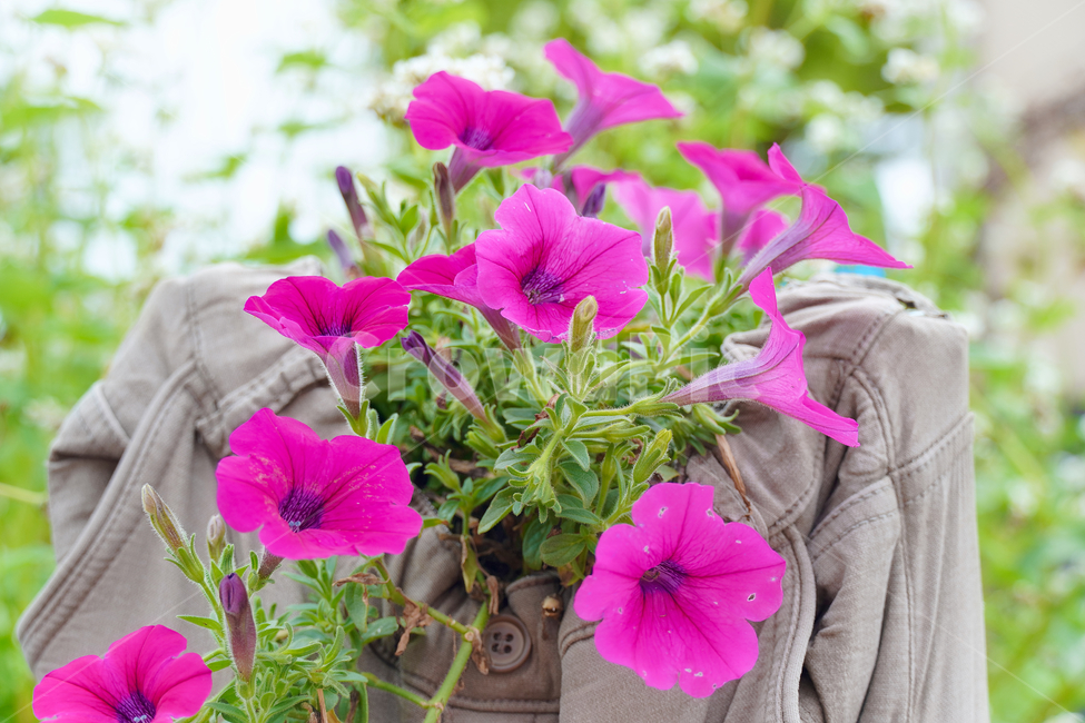 꽃,자연,접사,벌,힐링,배경화면,plants,nature,flower,sensible,bee,feeling,색깔,색상,색채,색감,colorsense,colorsensitivity