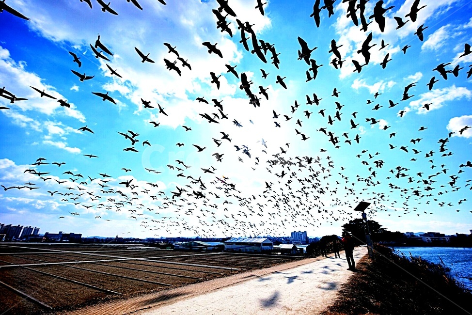 새떼,하늘,갈매기,가을,분위기,시골,마을,풍경,landscape,country,rural,town,동물,animal,조류,새,birds