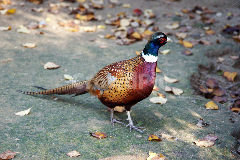 꿩,조류,pheasant,장끼,동물,새,텃새