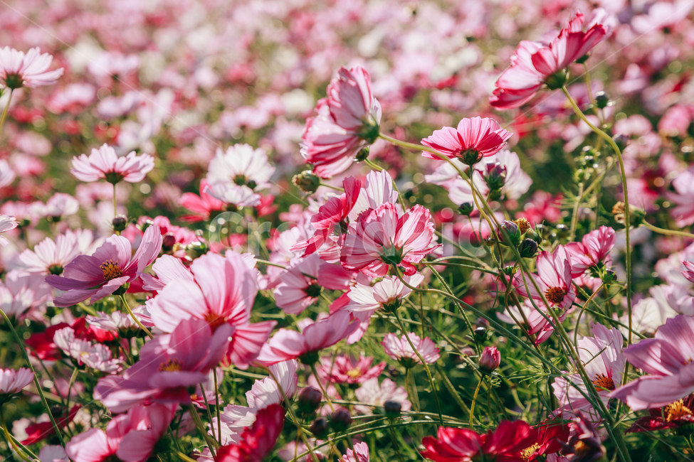 코스모스,꽃,자연,식물,가을,아름다운,commoncosmos,가을,계절,fall,autumn,season,식물,자연,plants,nature,꽃,flower,plant,blossom,petal,꽃잎