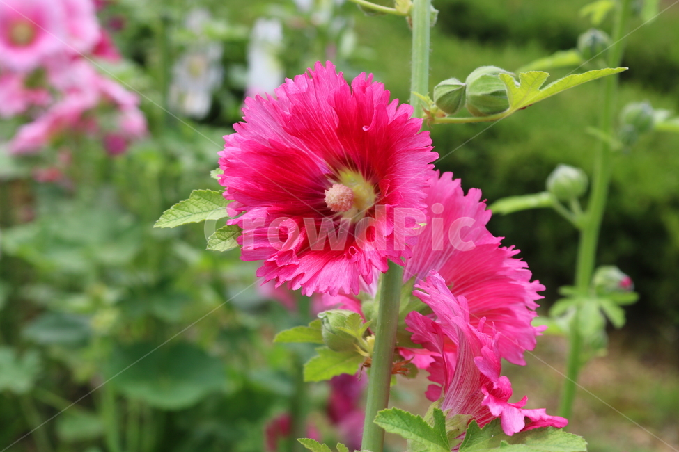 꽃,접시꽃,식물,아욱과,촉규화,관상용,식물,자연,plants,nature,꽃,flower