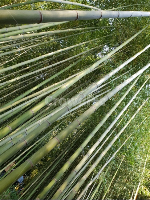 대나무,대나무숲,숲,공원,나무,bambusoideae,죽녹원,죽림원,park,기둥,나무기둥,식물,wood,forest,산,산림,공기정화,fresh,신선한,기분,산림욕,식물,자연,plants,nature,나무,trees,wood