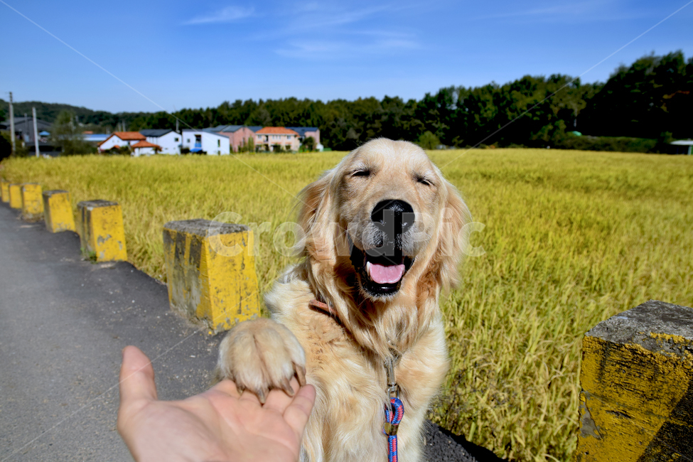 개,애완견,반려견,골든리트리버,산책,논,길,손,훈련,goldenretriever,착한애,pet,canine,animal,동물,mammal,포유류,dog,동물,animal,포유류,mammal,개,강아지,dog,doggy