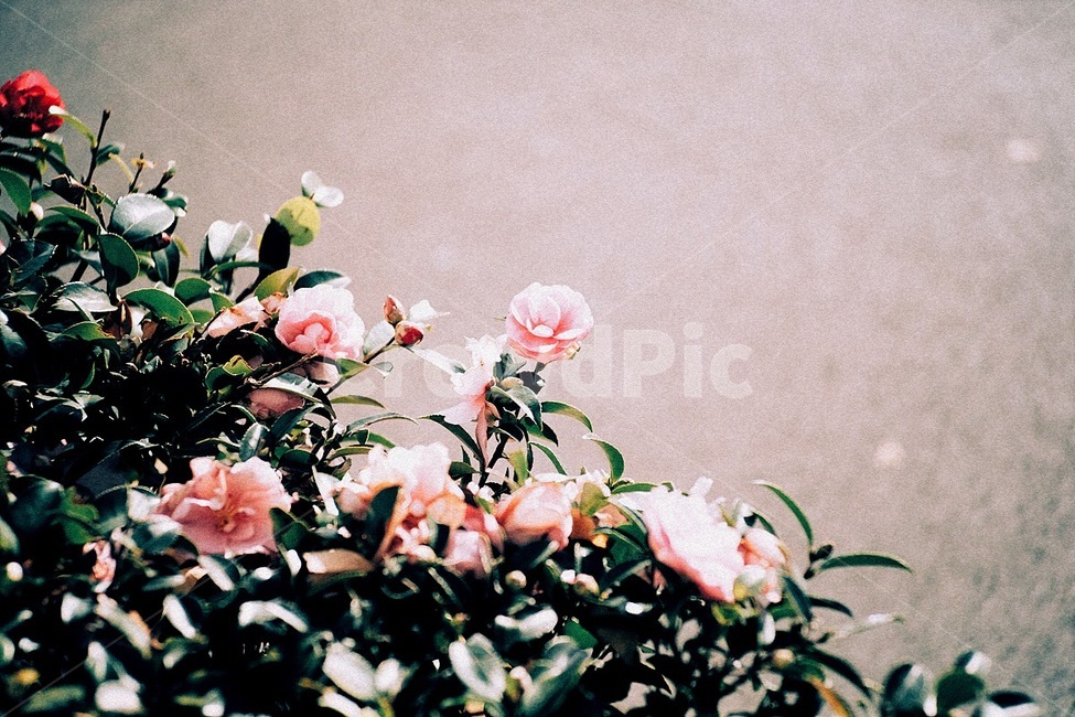 꽃,동백,동백꽃,식물,자연,flower,plant,nature,식물,자연,plants,nature,꽃,flower,감성,sensible,feeling