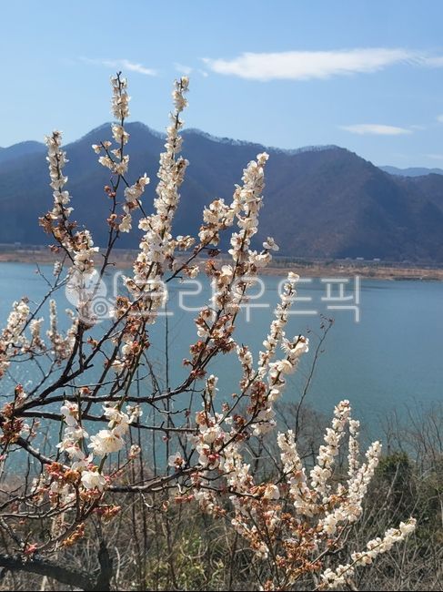flower,꽃,매화,매화꽃,낙동강,outdoors,자연