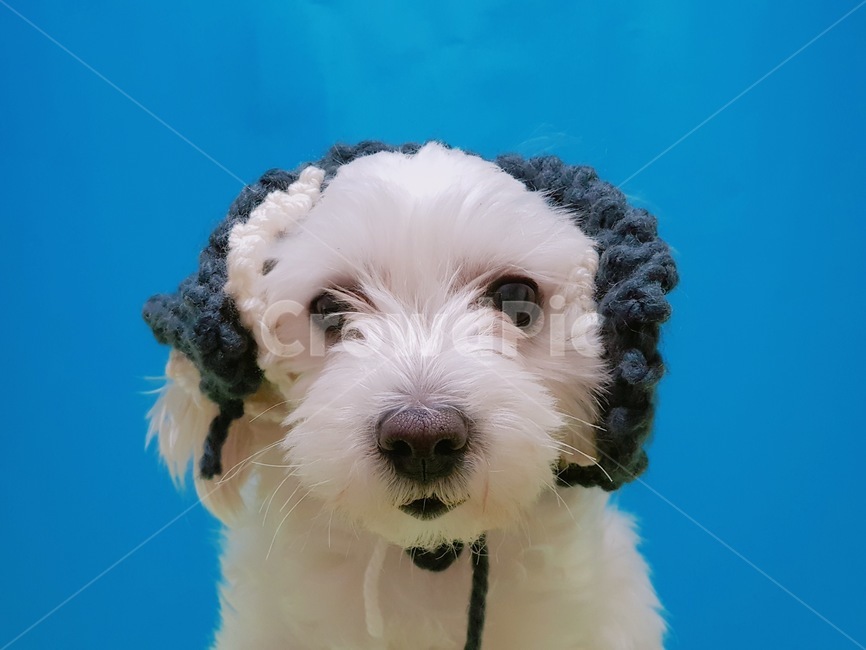 강아지,반려견,말티즈,귀도리,멀멍이,동물,animal,포유류,mammal,개,강아지,dog,doggy