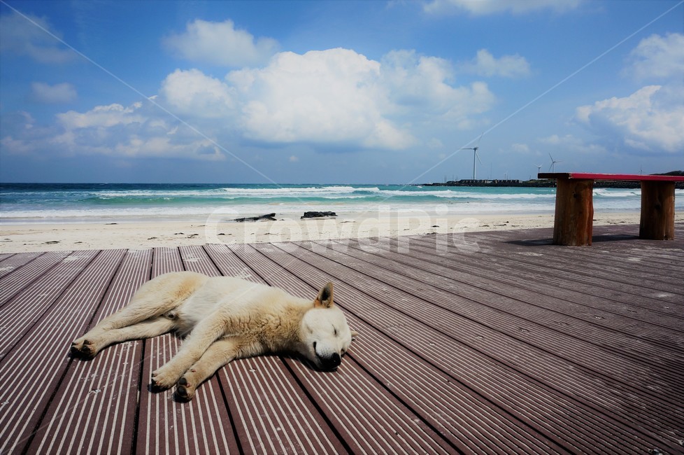 제주도,바닷가,낮잠자는강아지,강아지,낮잠,개,파란하늘,파도,nappingapuppy,puppy,animal,dog,takinganap,beach,sea,동물,animal,포유류,mammal,개,강아지,dog,doggy