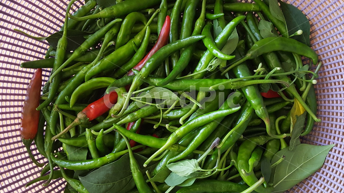 고추,청양고추,채소,수확물,가을,음식,식재료,요리,food,cook,meal,dishes,food reserves,채소,야채,vegetables