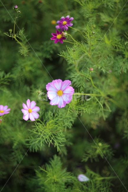 코스모스,꽃,식물,자연,comos,flower,plants,nature