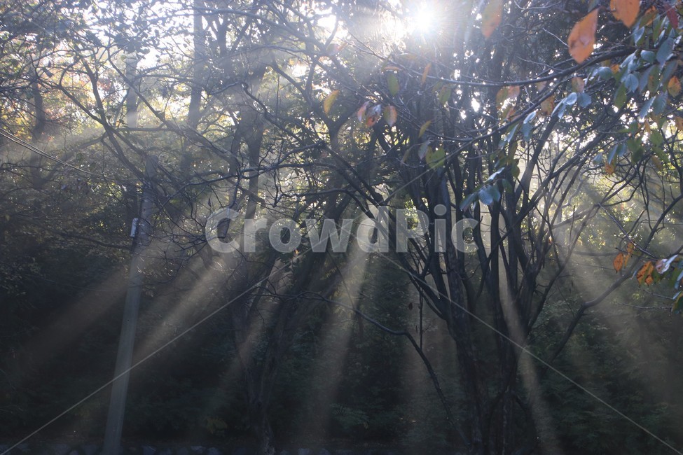 light,빛,플레어,sunlight,햇빛,빛내림,자연,nature,숲,forest,자연,풍경,nature,landscape