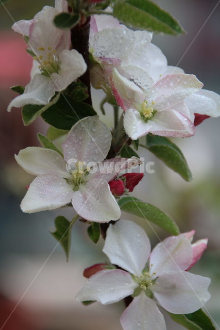 사과,꽃,봄,과일꽃,봄소식,식물,자연,plants,nature,꽃,flower