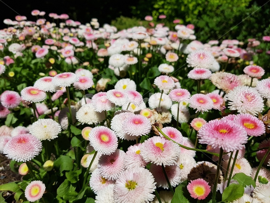 숲속,나무,가든,정원,꽃,봄,여름,식물,자연,plants,nature,꽃,flower