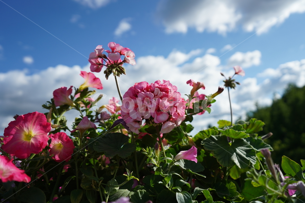flower,꽃,식물,plant,blossom,식물,자연,plants,nature,꽃,flower