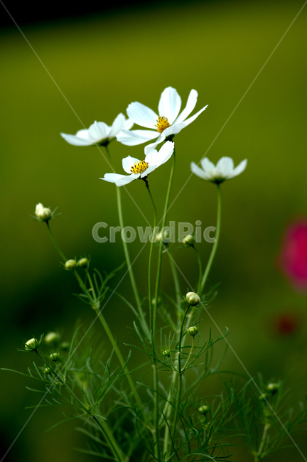 flower,꽃,plant,식물,분홍,코스모스,흰색코스모스,식물,자연,plants,nature,꽃,flower