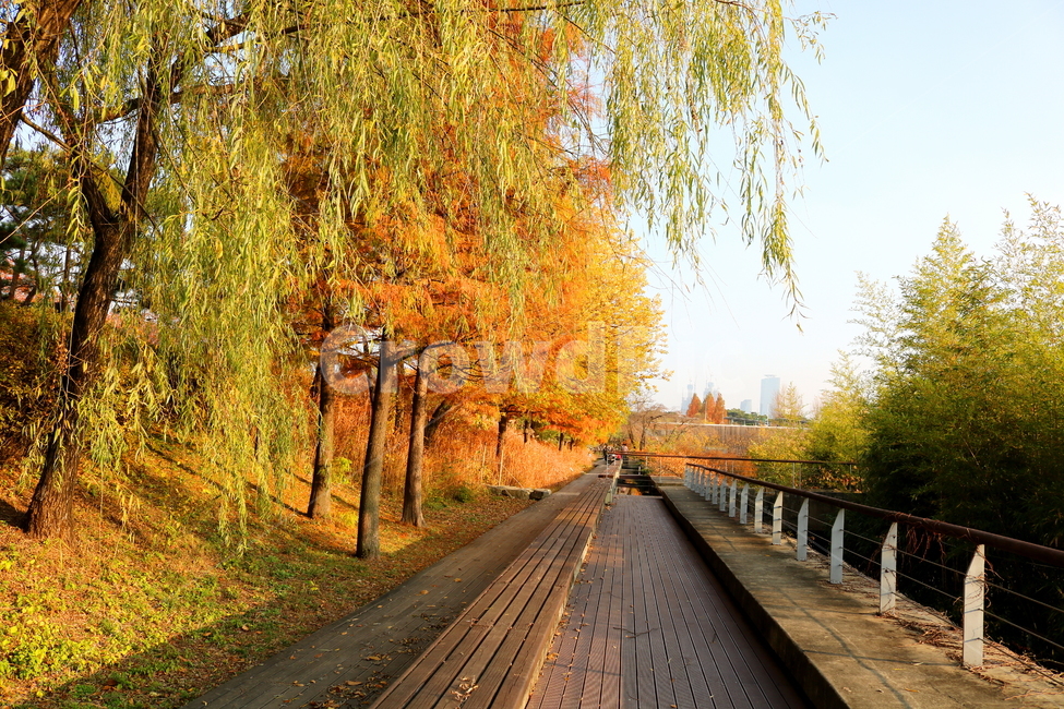 메타세쿼이아,메타세콰이아,나무,식물,수삼나무,자연,풍경,단풍,가을,낙엽수,침엽수,메타세콰이어,공원,선유도공원,산책길,가을,계절,fall,autumn,season,자연,풍경,nature,landscape,boardwalk,산책로,building,건물,bridge,다리