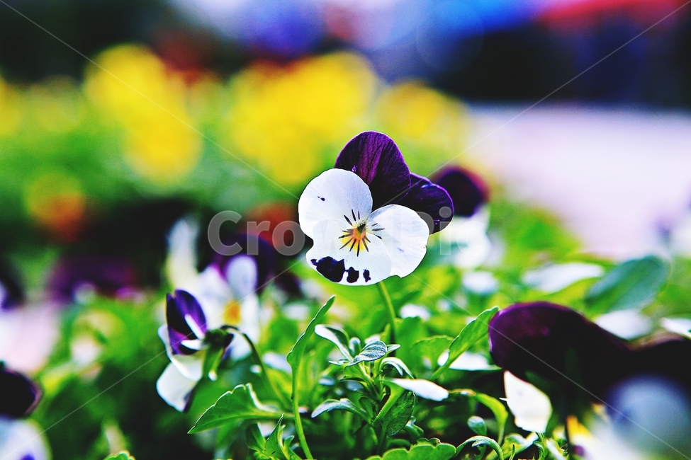 봄꽃,꽃,식물,자연,배경,식물,자연,plants,nature,꽃,flower