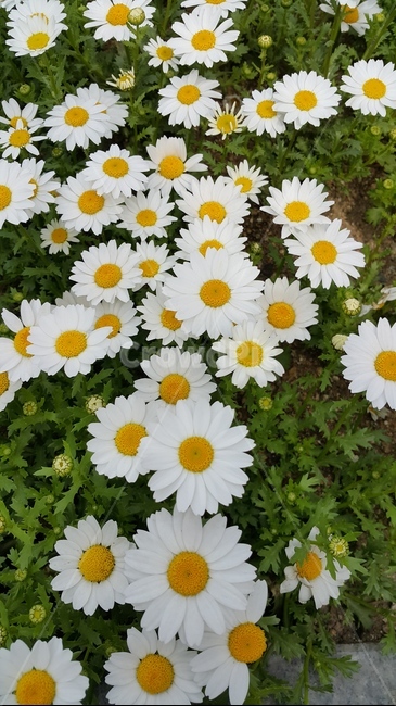 데이지,꽃,daisy,flower,식물,하얀꽃