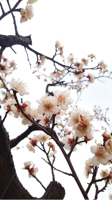 plant,flower,blossom,식물,꽃,벚꽃,벚나무,벚꽃나무,꽃나무,봄,spring,나무,꽃,flower