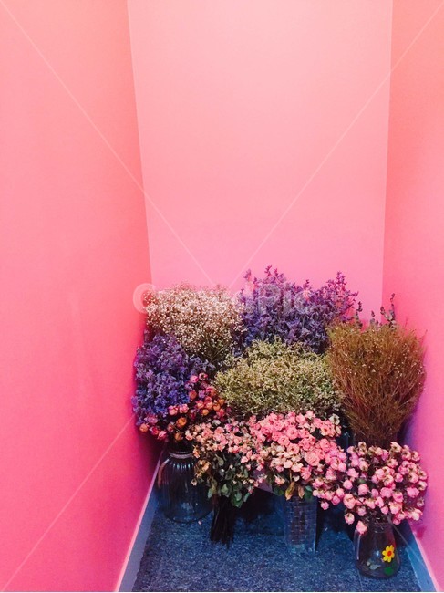 꽃,flower,plant,식물,화분,분홍,분홍색,pink,벽,분홍벽,분홍색벽,pinkwall,구석,식물,자연,plants,nature,꽃,flower
