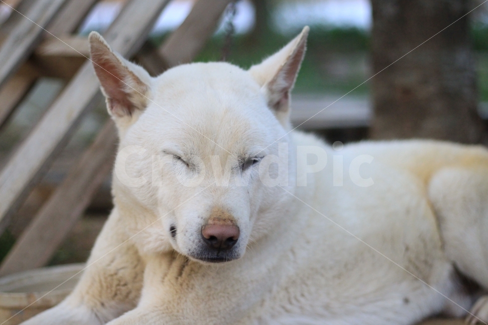 개,멍멍이,윙크,빛모아농원,동물,동물,animal,포유류,mammal,개,강아지,dog,doggy,감정표현,기분,feeling,emotion