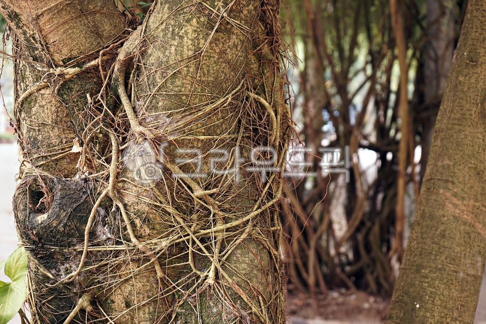 Pillar,old tree,tropics,plant,root,tree,vietnam,stem