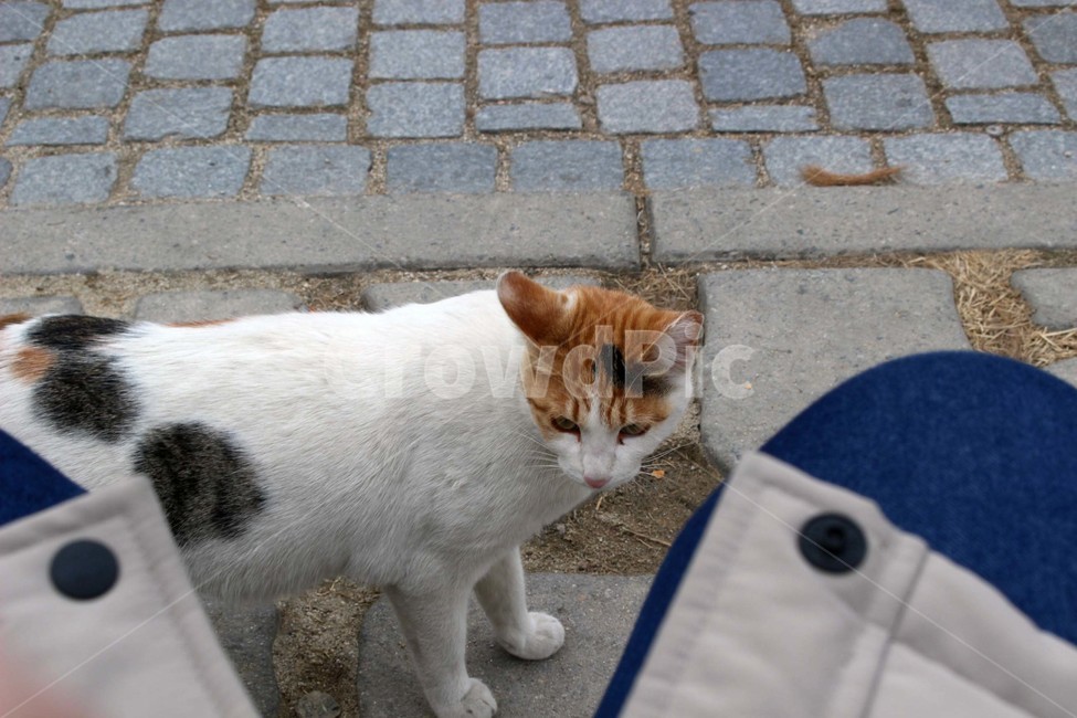고양이,길고양이,야옹이,동물,친구,냐옹이,귀염,동물,animal,포유류,mammal,고양이,cat,kitten,kitty