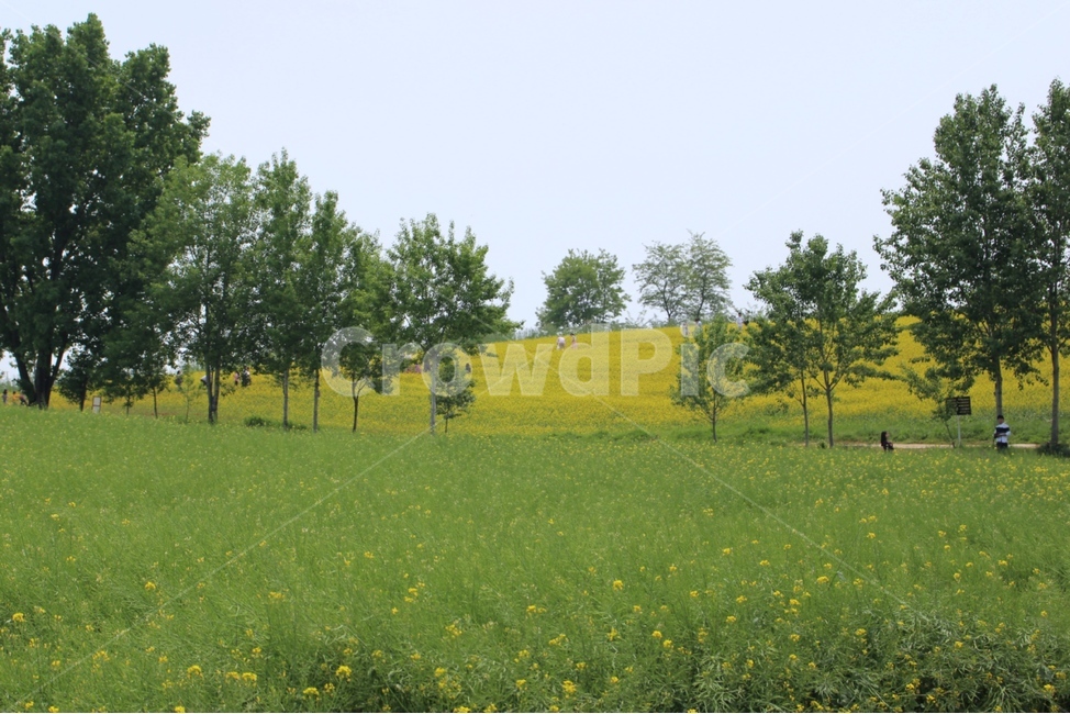 유채꽃,봄,꽃밭,spring,flowerfield