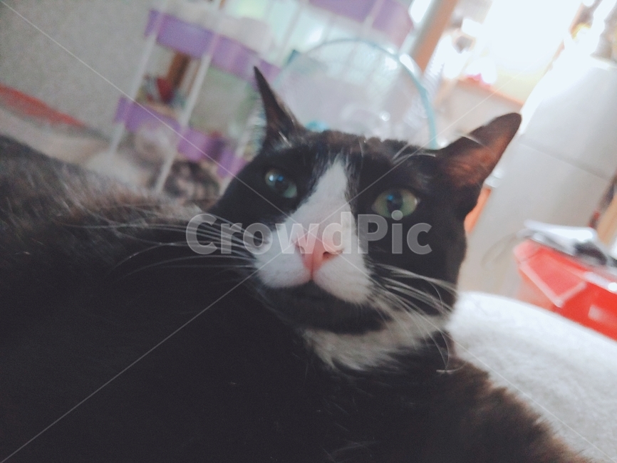 고양이,턱시도고양이,애완동물,근접샷,고양이얼굴