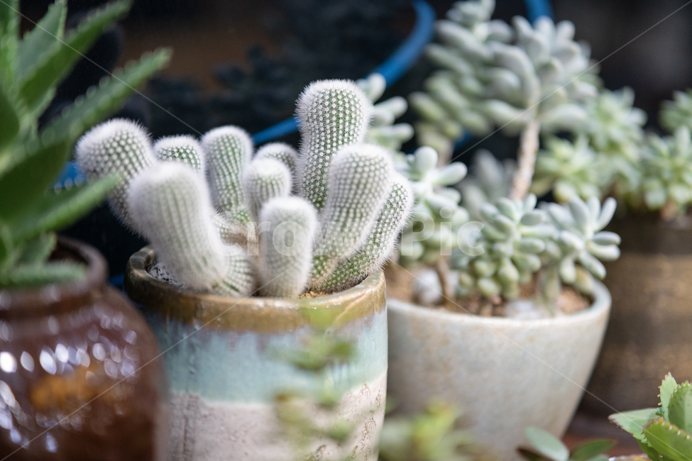 botanical,plant,다육이,다육식물,식물,실내용화초,화분,화초,house plant
