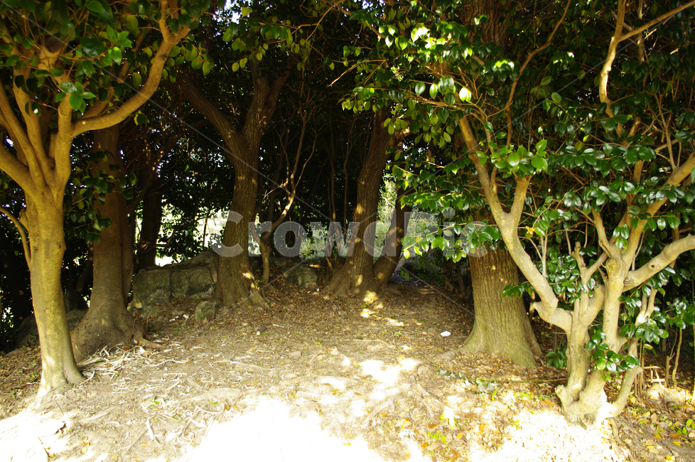 나무,식물,숲,초록,plant,자연,풍경,nature,landscape,tree,tree trunk,나무 줄기
