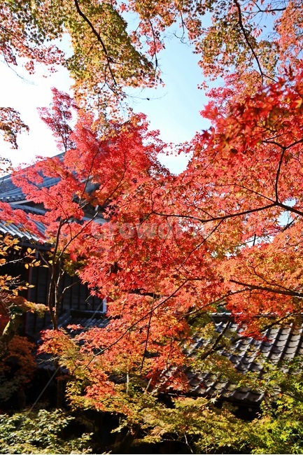 단풍,maple,mapletree,단풍나무,가을단풍,가을,계절,fall,autumn,season,해외,외국,세계,foreign,oversea,world,건축물,건물외관,exterior,building,structure,architecture,construction,plant,식물,leaf,잎,tree,나무