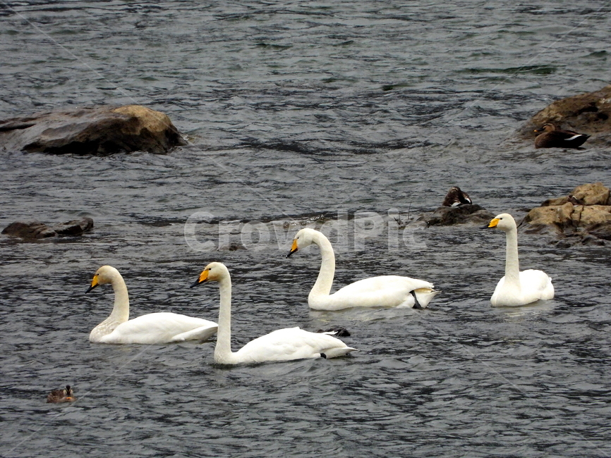 동물,새,백조,큰고니,풍경,동물,animal,조류,새,birds