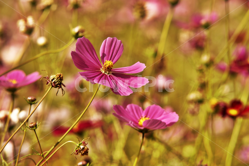 코스모스,가을,계절,꽃,식물,야생화,꽃밭,핑크,분홍색,식물,자연,plants,nature,꽃,flower