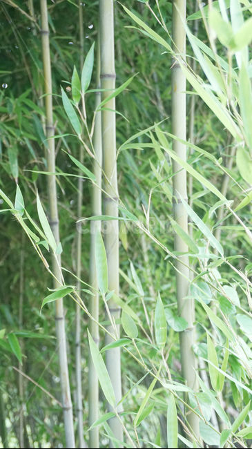 대나무,자연,절개,여름,시원한,대나무숲,나무,plant,식물