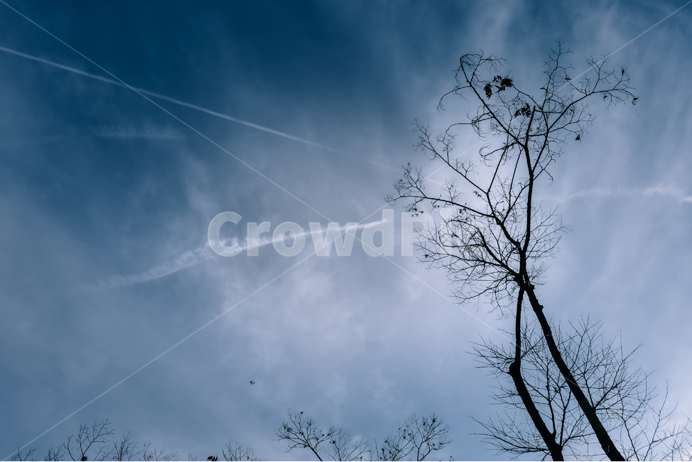 tree,나무,plant,식물,ground,바닥,의자,밴치,역광,계단,가을,늦가을,겨울,단풍,낙엽,고즈넉,하늘,비행운,옥외,outdoors,자연,silhouette,nature