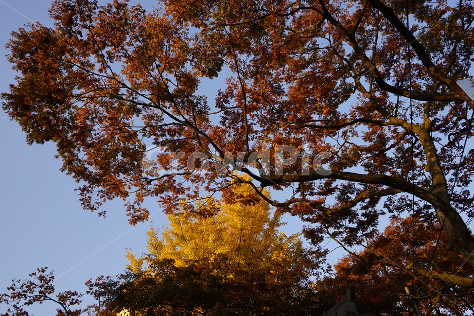 가을,계절,하늘,기와,단풍,tree,나무,plant,식물,노랑,빨강,감성,계절느낌,가을,계절,fall,autumn,season,tree trunk,나무 줄기