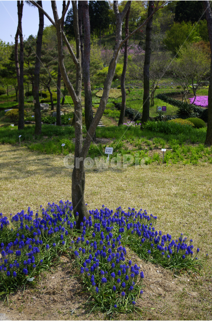 식물,flower,plants,nature,꽃,로벨리아,꽃밭,식물,자연,plants,nature,꽃,flower