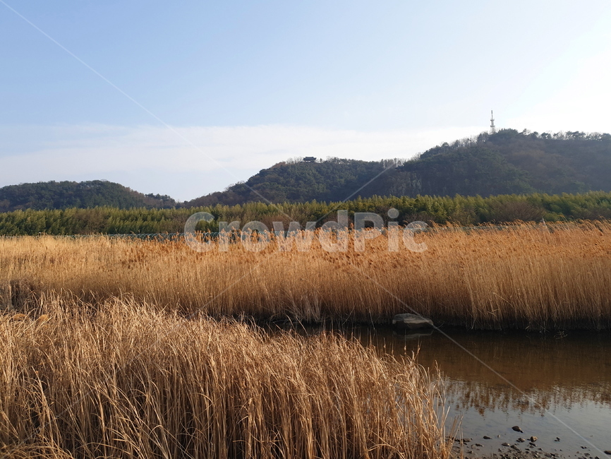 갈대,가을,자연,fall,reed