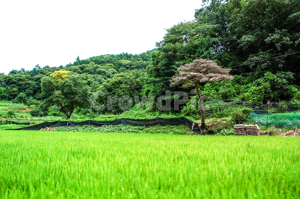 여름,풍경,논,나무,산,grassland,목초지,outdoors,옥외,field,들,nature,자연,vegetation,초목,plant,식물