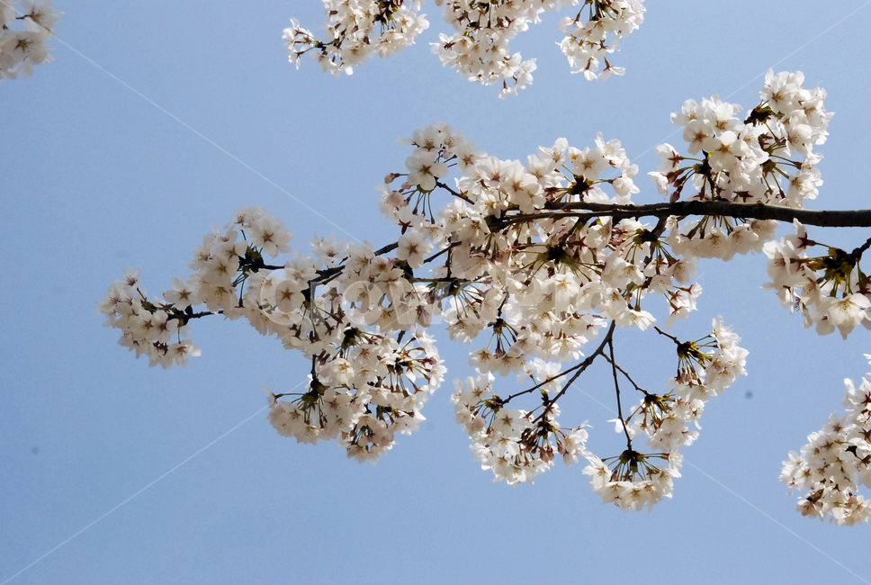 봄,벚꽃,자연,풍경,봄이미지,벚꽃길,꽃,봄꽃,봄,계절,spring,season,plant,식물,flower,blossom
