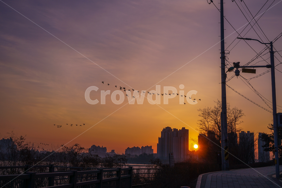 새,조류,동물,겨울철새,철새,이동,비행,새벽,여명,하늘,도시,풍경,city,landscape,실루엣,그림자,silhouette,shadow,nature,자연,outdoors,옥외,bird,animal,sky,dusk,황혼,dawn,red sky,붉은 하늘,sunset,일몰