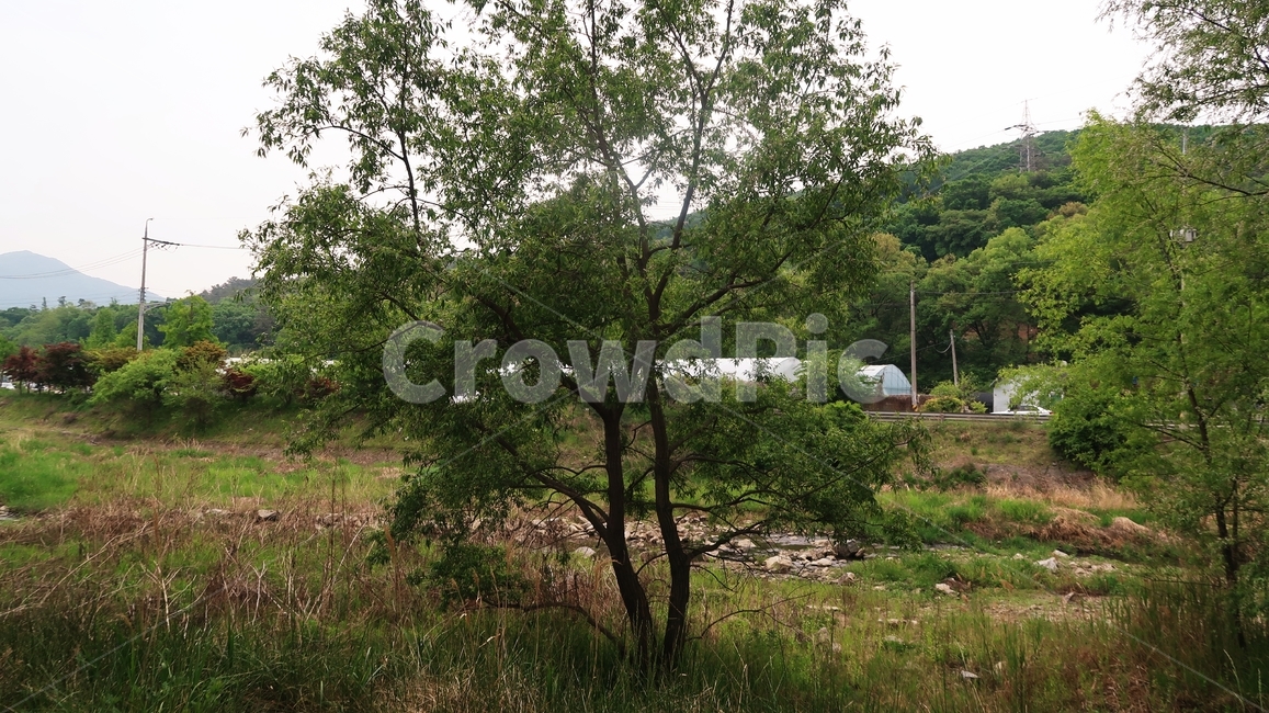 나무,시골,들판,들,풀,countryside,nature,sky,background,landscape,green,summer,environment,tree,country,grass,view,leaf