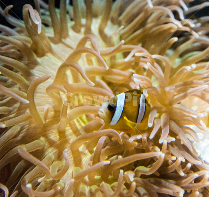 crown fish,Perculafish,Damsel,Nemo,aquarium